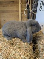 Franse hangoor ram, Oreilles tombantes