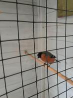 vogels goudvink, Mannelijk, Wildzangvogel, Geringd