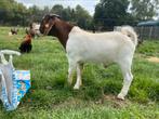 Stamboek Boergeit boerbok te koop, Dieren en Toebehoren, Mannelijk, Geit, 0 tot 2 jaar