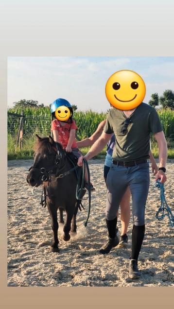 6 Jarige shetlander Ruin, Dieren en Toebehoren, Pony's, Ruin