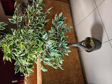 Kunstplant beschikbaar voor biedingen