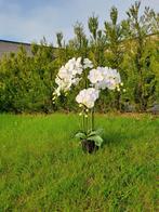 Mooie grote witte orchideeën. Orchideebloem bloem., Tuin en Terras, Bloembollen en Zaden, Ophalen of Verzenden