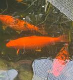 Koi Benigoi 55 cm, Dieren en Toebehoren, Vissen | Vijvervissen