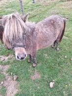mini paardje, Dieren en Toebehoren, Pony's, Merrie, Gechipt