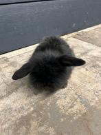 Nederlandse dwerghangoor, Dieren en Toebehoren, Mannelijk, Dwerg, Hangoor, 0 tot 2 jaar