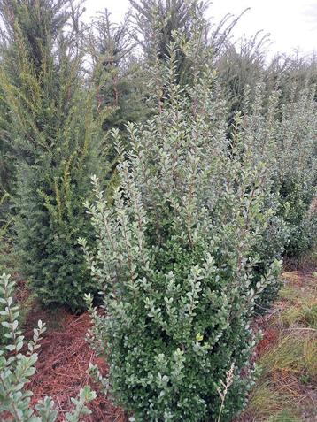 ILEX  CRENATA BUXUSVERVANGER beschikbaar voor biedingen