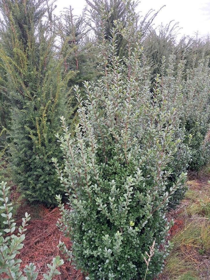 ILEX  CRENATA BUXUSVERVANGER, Tuin en Terras, Planten | Tuinplanten, Ophalen