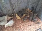 Indische loopeenden 7,5 tot 12,50 euro per stuk naargelang l, Dieren en Toebehoren, Pluimvee, Geslacht onbekend, Eend