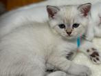 Britse korthaar kittens, Meerdere dieren, Gechipt, 0 tot 2 jaar