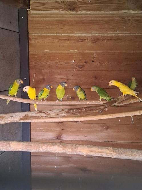 Pruimkop parkieten, Dieren en Toebehoren, Vogels | Parkieten en Papegaaien, Geringd