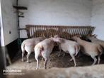 Goed bevleesde ooien te koop, Dieren en Toebehoren, Vrouwelijk, Schaap, 0 tot 2 jaar