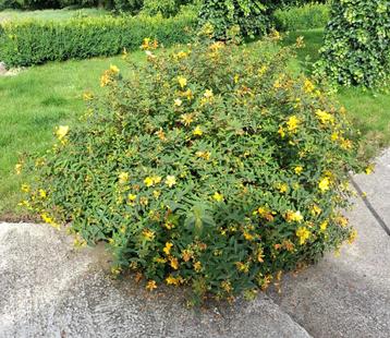 Hypericum immense plant   beschikbaar voor biedingen
