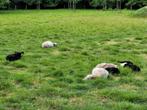 dieren, Dieren en Toebehoren, Overige Dieren, Mannelijk