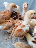 Encore 45 jours de Kabir Turbo Chicks, résultat 28 mai, Poule ou poulet, Sexe inconnu
