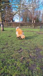 Brahma haan buff-vuilwit, Animaux & Accessoires, Volatiles