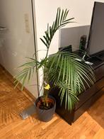Kentia plant, Huis en Inrichting, Kamerplanten, Ophalen, 100 tot 150 cm, Palm, Halfschaduw