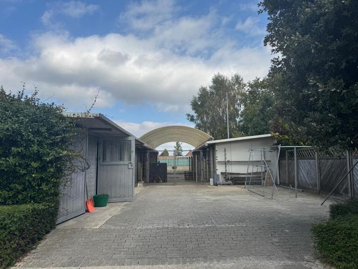 Paarden - FOTO's volgen binnenkort (fout van 2dehands), Dieren en Toebehoren, Paarden