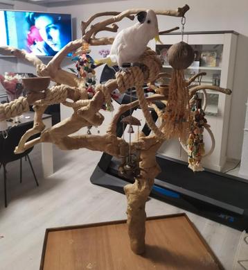 Arbre de Java XXL neuf beschikbaar voor biedingen