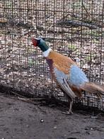 Formoza fazanten, Dieren en Toebehoren, Pluimvee, Overige soorten