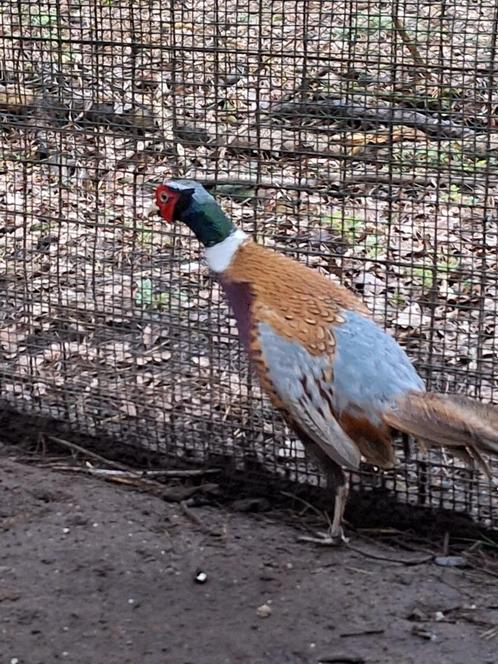 Formoza fazanten, Dieren en Toebehoren, Pluimvee, Overige soorten