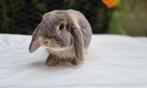 NHD Ram, Mannelijk, Dwerg, Hangoor, 0 tot 2 jaar