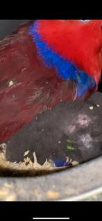 Split blauw edelpapagaai, Dieren en Toebehoren, Vogels | Parkieten en Papegaaien