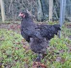 Brahma koppel blauw, Dieren en Toebehoren, Pluimvee, Meerdere dieren, Kip
