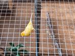 2 kanaries weet niet welk geslacht ?, Dieren en Toebehoren, Vogels | Kanaries