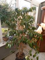 Plant, Huis en Inrichting, Kamerplanten, Ophalen, Ficus, 100 tot 150 cm, Halfschaduw