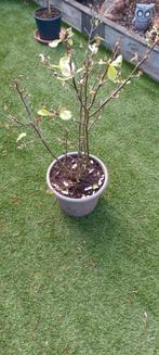Magnolia +- 1.30 hoogte diameter 70cm, Tuin en Terras, Planten | Bomen, Ophalen of Verzenden