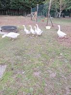 Ganzen te koop, Dieren en Toebehoren, Pluimvee