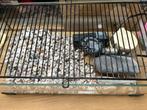 Schildpaddenbak met filter en verwarmer, Dieren en Toebehoren, Ophalen