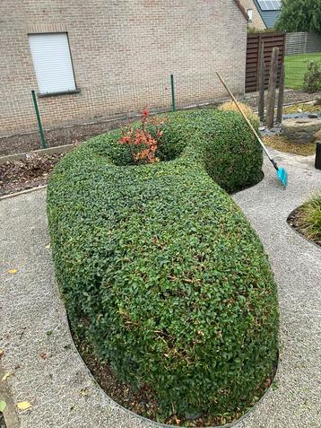 PROMO!!! Osmanthus burkwoodii / schijnhulst beschikbaar voor biedingen