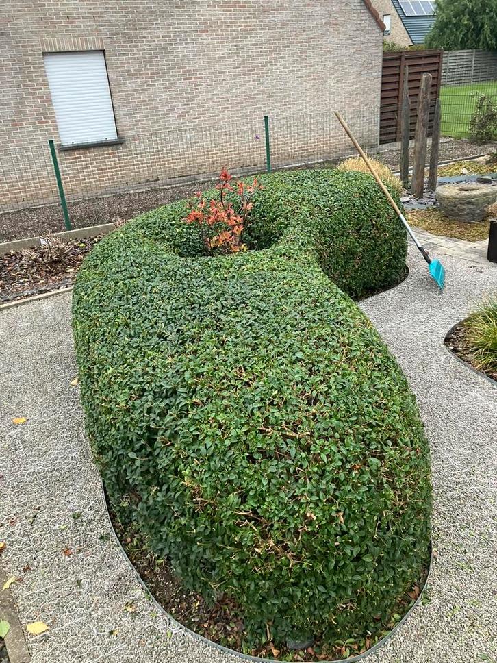 PROMO!!! Osmanthus burkwoodii / schijnhulst, Tuin en Terras, Planten | Struiken en Hagen, Ophalen