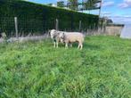 Weide gezocht voor begrazing door schapen, Dieren en Toebehoren, Schaap