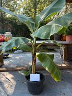 Bananenplant (+- 1m50)!, Ophalen, 100 tot 150 cm, Overige soorten, Halfschaduw