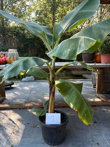 Bananenplant (+- 1m50)! beschikbaar voor biedingen