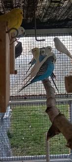 4 paires de perruches