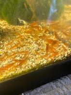 Garnalen, Kreeft, Krab of Garnaal, Zoetwatervis