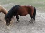 Bruine pony hengst, Dieren en Toebehoren, Hengst