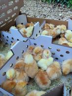 Vleeskuikens en legkuikens vanaf 22 mei, Dieren en Toebehoren, Pluimvee, Meerdere dieren, Kip