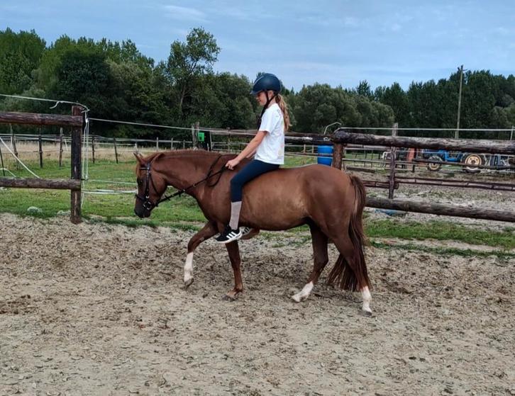 Jonge pony, Dieren en Toebehoren, Paarden, Ruin, Zadelmak, Ontwormd