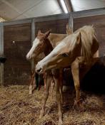 Allround merrie, Jument, M