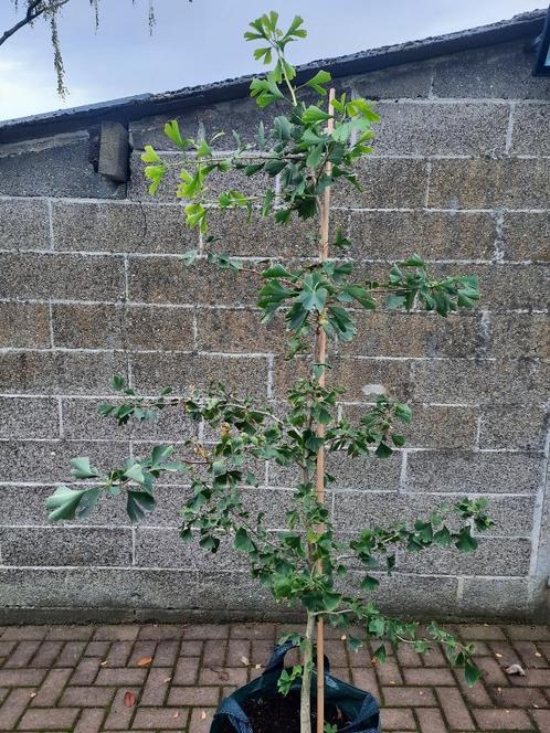 Ginkgo biloba bomen, levend fossiel met unieke bladeren, Tuin en Terras, Planten | Bomen, Overige soorten, 100 tot 250 cm, Volle zon
