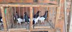 duiven, Dieren en Toebehoren, Vogels | Duiven