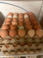 Eieren te koop, Dieren en Toebehoren, Ophalen, Nieuw