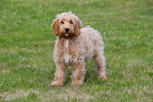 Cockapoo reutje te koop, Dieren en Toebehoren, Honden | Chihuahua's en Gezelschapshonden, Reu, Overige rassen, Fokker | Professioneel