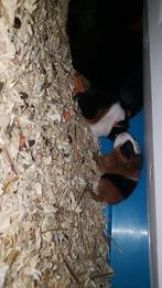 Cochon d’Inde femelle 2 mois, Animaux & Accessoires, Rongeurs, Femelle, Cobaye, Domestique