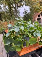Pannekoeken plant, Ophalen