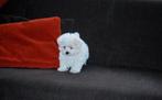 Prachtige Maltezer pupjes, Dieren en Toebehoren, Honden | Chihuahua's en Gezelschapshonden, België, Maltezer, CDV (hondenziekte)